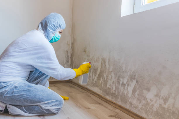 Licensed Mold Testing service in Burnsville, NC - WQB Mold Removal