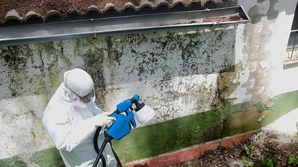 Top rated local Mold Testing specialists in Burnsville, NC